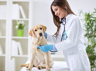 alimentation thérapeutique chien